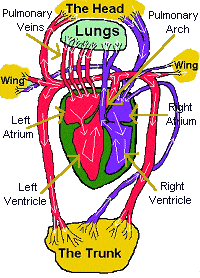 diagram of bird heart and circulatory system
