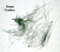 down feathers illustration