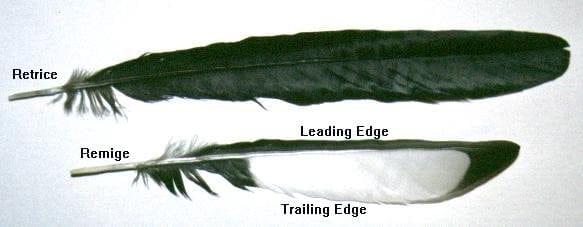 Retrice and Remige, leading and trailing edge