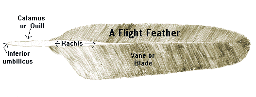 flight feather with calamus rachis vane and blade