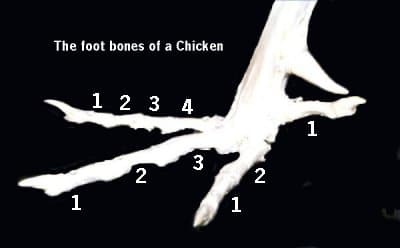 bird feet chicken