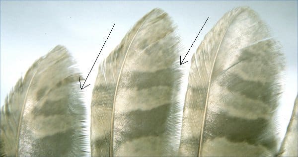 feathers without barbules