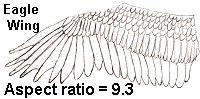 eagle wing type