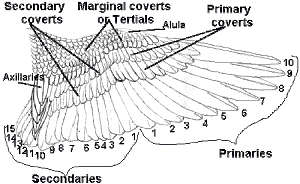 identification of bird wing parts