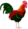 chicken common bird image