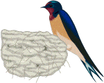 bird that builds mud nest
