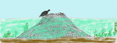 aquatic nest sketch