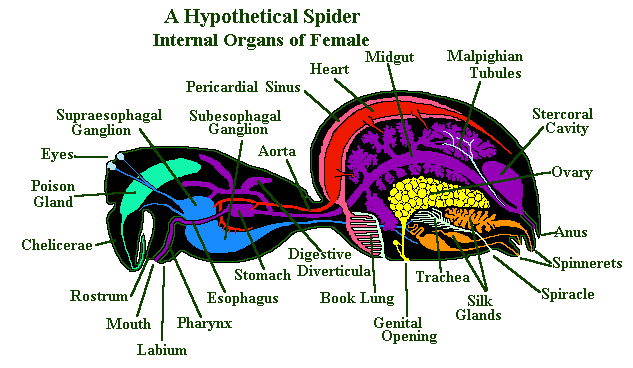 spider organs diagram