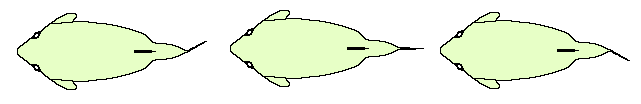 Ostraciform swimming movement diagram