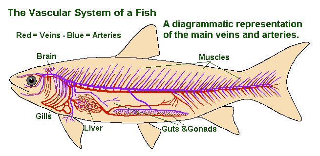 fish circulatory system diagram