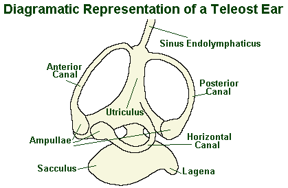 fish ear anatomy diagram