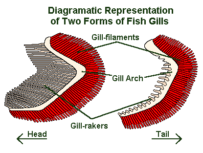 gill filaments and gill rakers diagram