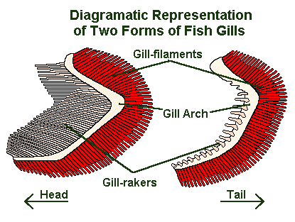Gills 101: The Magic Of How Fish Breath Explained Gills 101: The Magic Of How Fish Breath Explained