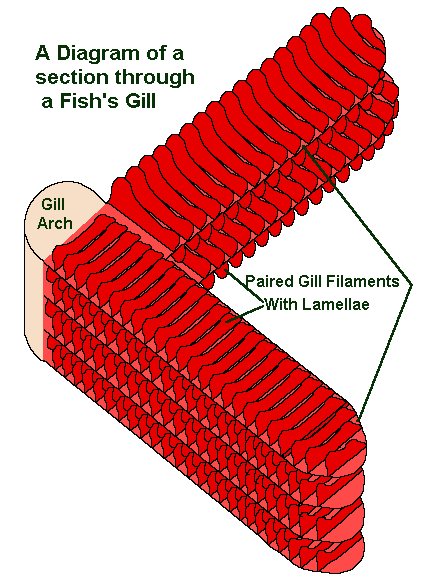 gill arch and gill filaments diagram