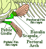 pelvic girdle and pectoral arch diagram