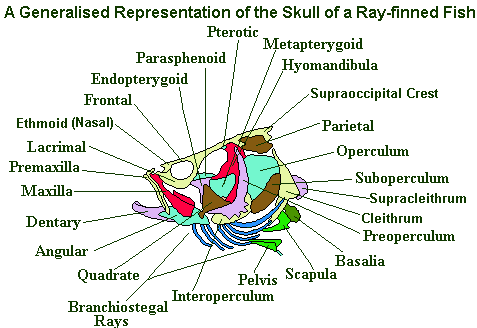 ray fin fish skeleton skull