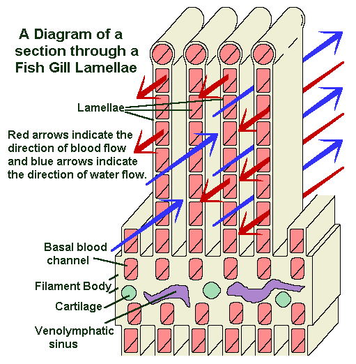 fish gill lamallae diagram