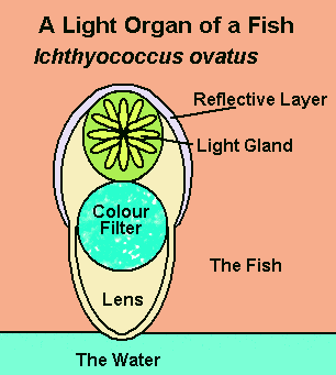 fish light organ diagram
