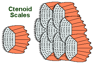 ctenoid scales diagram