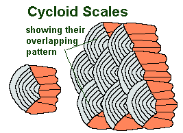 cycloid scales diagram