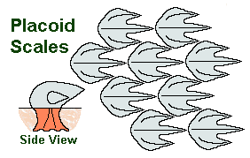 placoid scales diagram