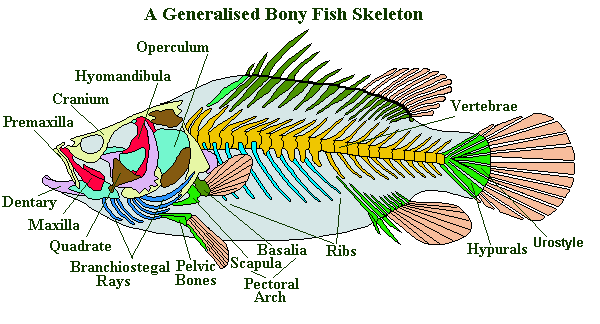 bony fish skeleton diagram