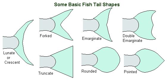 types of fish fin shapes