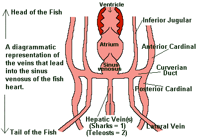 fish blood flow diagram