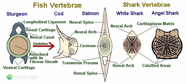 fish vertebrae vs shark vertebrae