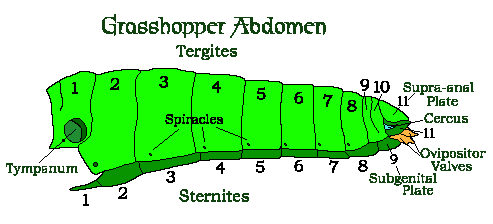 insect abdomen diagram