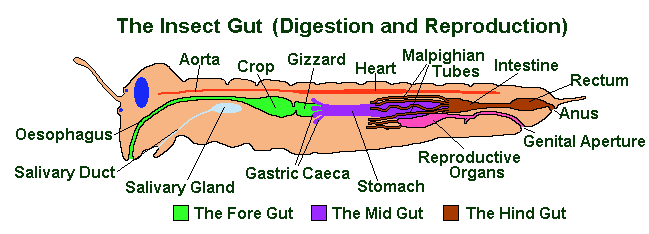 insect digestive system diagram