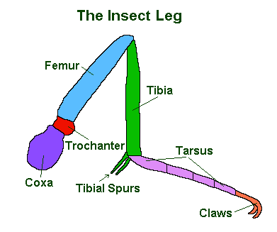insect leg anatomy
