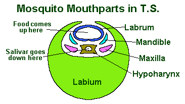 insect mouthparts diagram