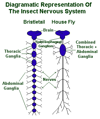 thoracic and abdominal ganglia in insects