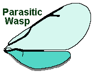 insect wing parasitic wasp