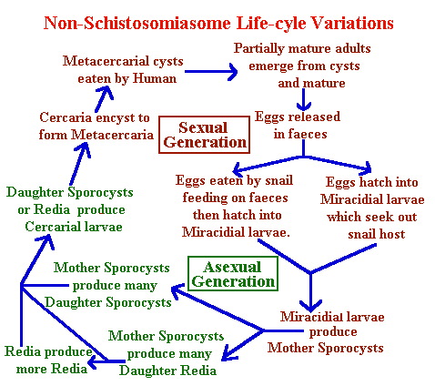 fluke life cycle diagram