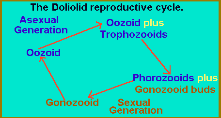 doliolid reproductive cycle