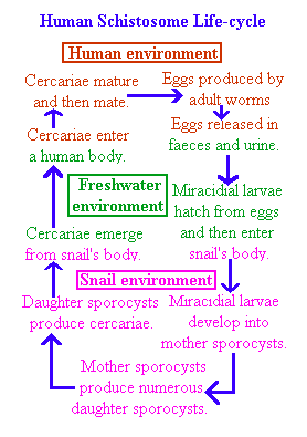 human schistosome life cycle diagram