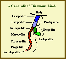 biramous limbs diagram
