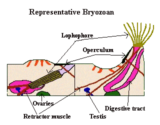 bryozoan anatomy diagram