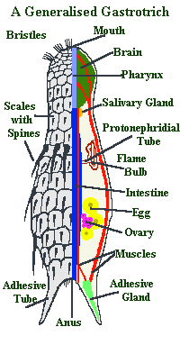 gastrotrich anatomy diagram