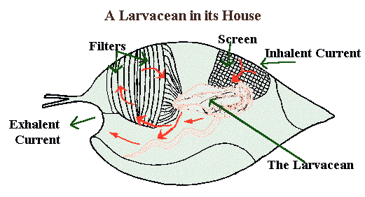 larvacean house