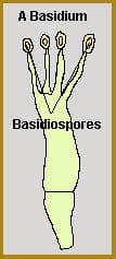 Basidiomycetes diagram with basidium