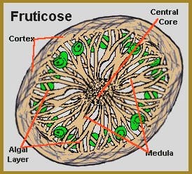 fruticose lichen central core, medula and algal layer
