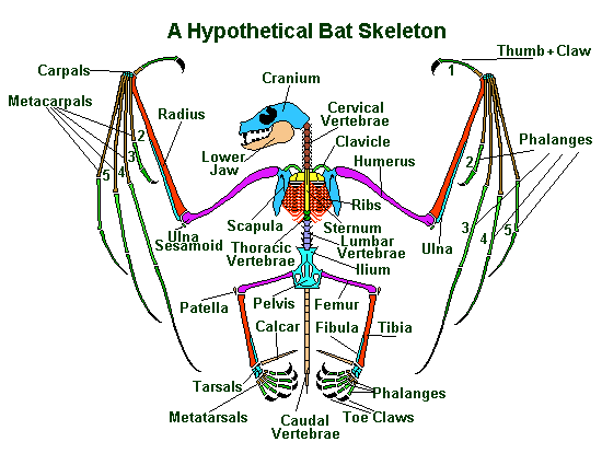 bat skeleton diagram