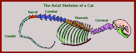 axial skeleton of cat diagram