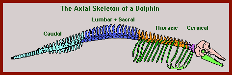 dolphin skeleton diagram