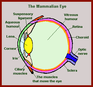 mammal eye diagram