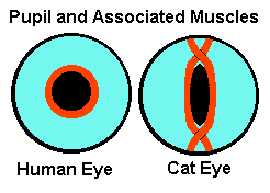 human eye vs cat eye