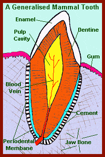 mammal tooth anatomy diagram